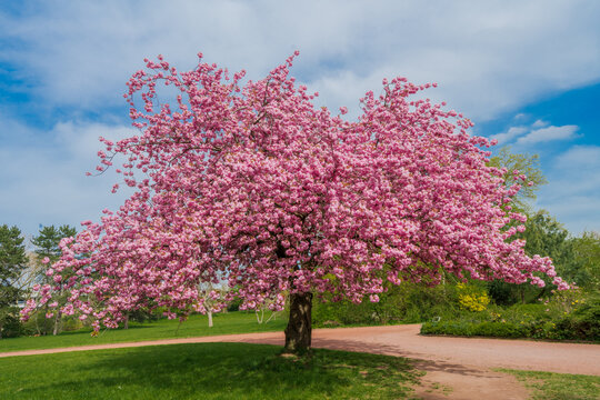 Japanese cherry sakura with pink flowers in spring time on green meadow.