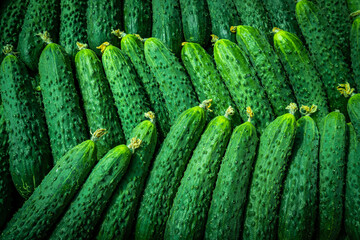  Fresh cucumber background. Green cucumbers
