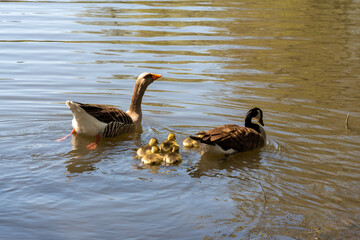  A mother and her family of ducks out on the river. Waterfowl from the duck family