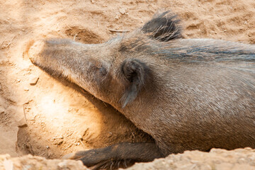 Fototapeta premium javali