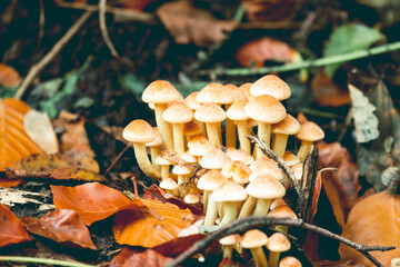 close up of edible mushrooms. honey agarics in a forest