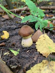 Small fatty mushroom in the autumn forest. Mushrooms in autumn foliage. Environment 