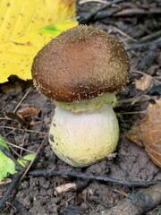 Mushroom in autumn forest foliage. Landscape environment. 