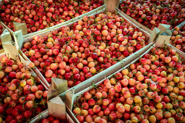 Sweet cherry on a farm market