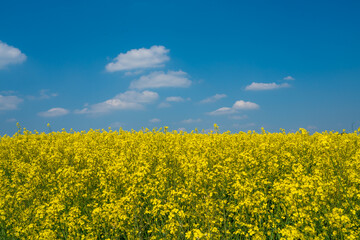 Obraz premium Yellow rapeseed field flowering in farmland in countryside , spring landscape under blue sky on sunny day in springtime, nature background