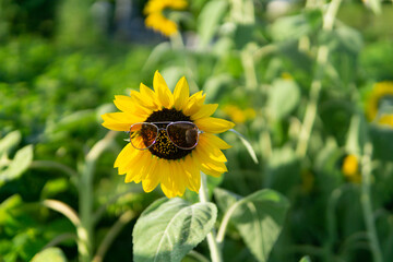 真夏のひまわり