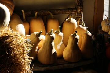 The warm glow of the autumn sunlight filters into the barn and falls upon a group of yellow gourds that were part of this year's crop that was gathered during the plentiful harvest from the garden. - obrazy, fototapety, plakaty