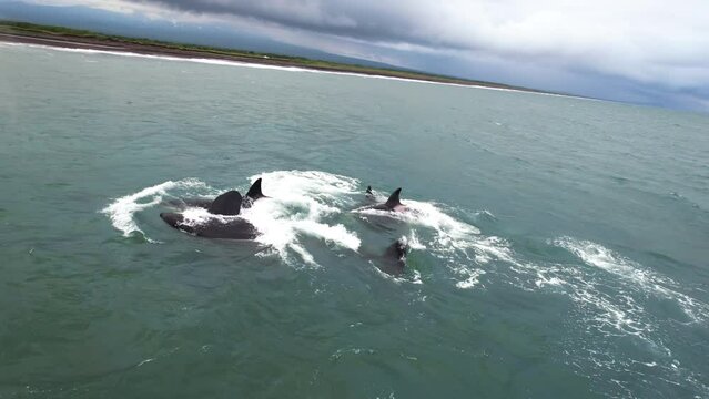 Family killer whales hunts small baby dolphin, Orca chase porpoise, azovka. Big orca swimming in dark Pacific waters. Giant mammal on surface of oceanic water natural habitat. Kamchatka, Pacific Ocean