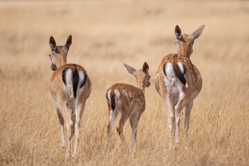 Two adult and one young fallow deer showing off their characteristic white rum patch outlined by a...