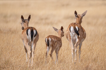 Naklejka premium Two adult and one young fallow deer showing off their characteristic white rum patch outlined by a black horseshoe shaped border