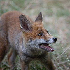 Close-up of a young inquisitive fox