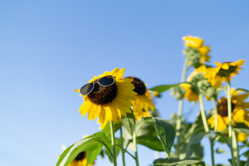 真夏のひまわり