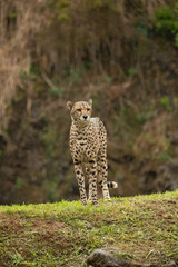 cheetah with background
