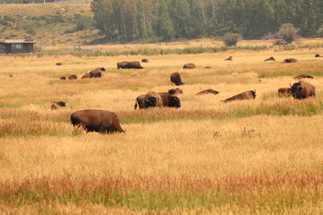 Fototapeta na wymiar bison, buffalo