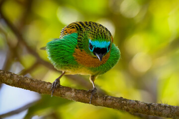 Brassy-breasted Tanager (Tangara desmaresti)