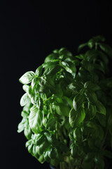 A bunch of basil in low key