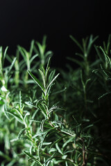 Rosemary bush in low key