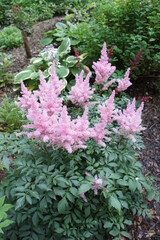 Fototapeta na wymiar A rare perennial herbaceous plant with delicate pink inflorescences. Beautifully blooming Astilbe arendsii Sister Theresa on a blurry background.