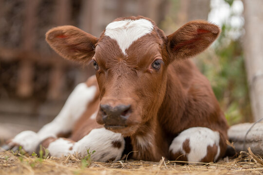 calf. sad look. farm life. calf lies