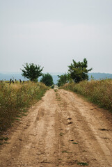 Fototapeta premium Rural landscape with a view of the rural dirt road and fields