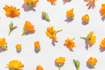 Obraz premium Beautiful fresh marigold flowers on a bright white background. Floral pattern. Colorful medical herbs. Flat lay arrangement.