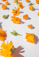 Fototapeta na wymiar Fresh marigold flowers on a bright white background. Floral pattern. Colorful medical herbs. 