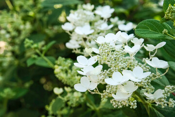 White hydrangea large-leaved. White small uvuts. Flowering shrub.