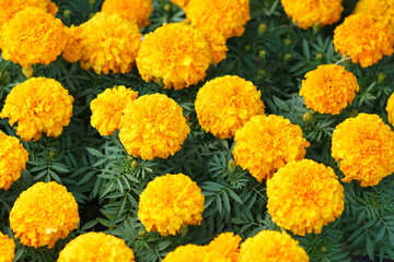 Amazing Mexican marigold flower in garden, on natural beautiful background