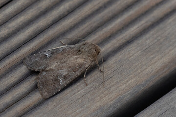 The scarce brindle (Apamea lateritia)