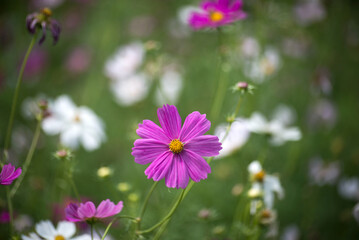 Closeup of pink and white cosmos flowers in a meadow