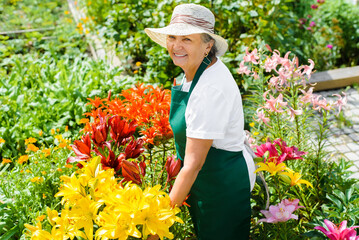 Happy senior woman gardener florist caring for yellow and red lilies in garden on sunny day....