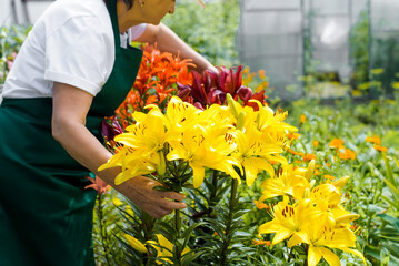 Elderly woman gardener florist caring for flowers in garden outdoors. Selective focus on yellow lilies