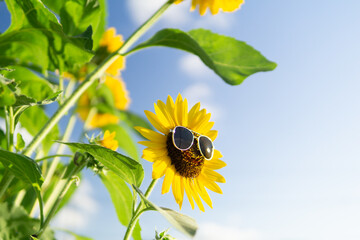 真夏のひまわり