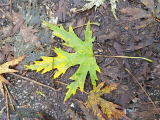 Wedge leaf. Fallen, green leaf on the ground. Autumn
