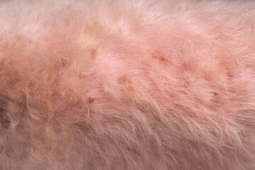 Closeup Senior Poodle dog irritated body or back with hotspot fungus and redness or rash with...