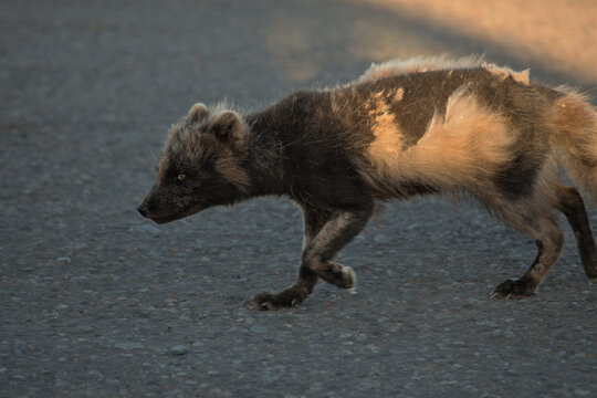 Polarfuchs in Island verliert Winterfell