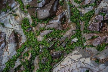 moss on stone