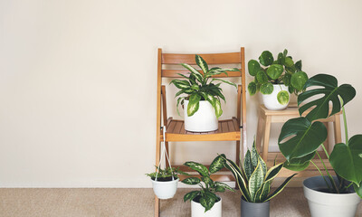 Home plants: monstera, dieffenbachia, sansevieria, pilea on the chairs in the room, indoor garden concept with copy space