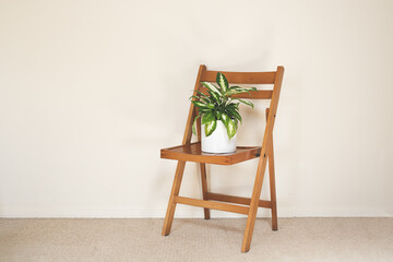 Dieffenbachia or Dumb cane plant in a white flower pot on a chair in a light empty room, minimalist and scandinavian style