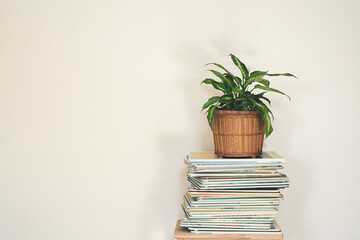 Dieffenbachia or Dumb cane plant in wicker flower pot on a stack of books on a light background, minimalist and scandinavian style, copy space