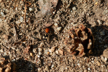 Europäische Ameisenwespe ( Mutilla europaea )	