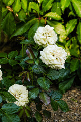 White rose bush close up. Blooming garden plant under sunlight with blue sky. Beautiful climbing Alba rose.
