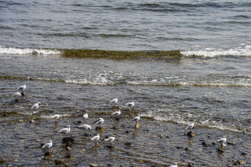 Mer ocean Espagne vague marée caillot planete eau mouette animaux oiseaux