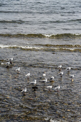 Mer ocean Espagne vague marée caillot planete eau mouette animaux oiseaux