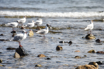 Mer ocean Espagne vague marée caillot planete eau mouette animaux oiseaux