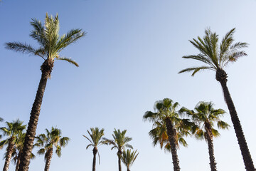 palmier Espagne soleil vacances arbre tropical