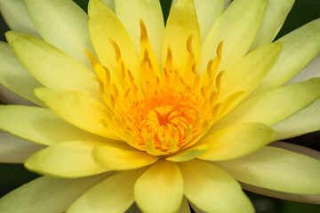 Bees are pollinating yellow lotus flowers blooming beautifully in the lotus pond.