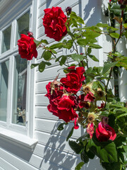 red roses in front of white house in Norway