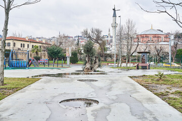 Dead tree, TURKEY