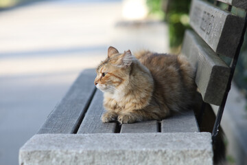 Adorable tabby stray cat lying on a wooden bench outdoors, front portrait, looking away. 